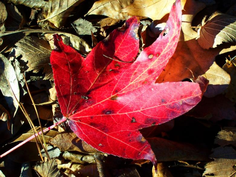 Free stock image of Red leaf created by julia koehler