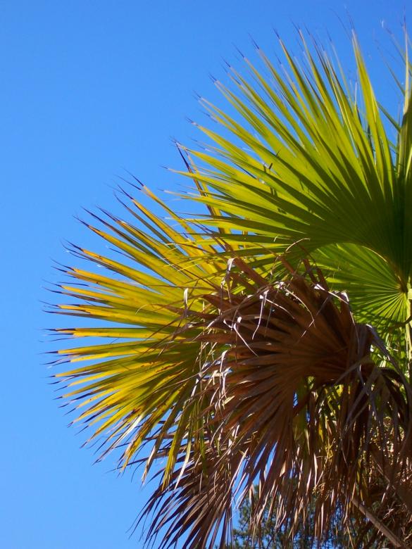 Free stock image of Palms created by julia koehler