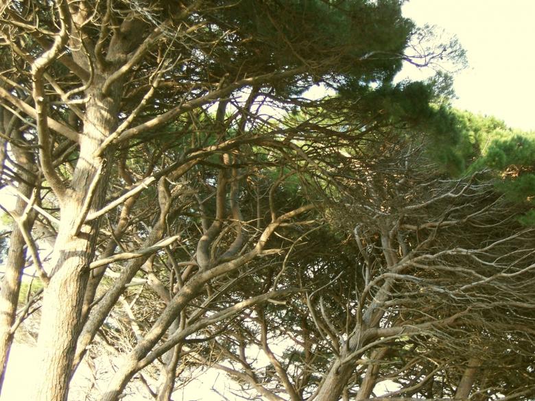 Free stock image of Trees created by julia koehler