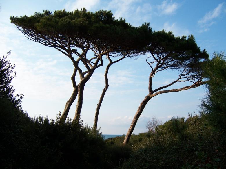 Free stock image of Trees created by julia koehler