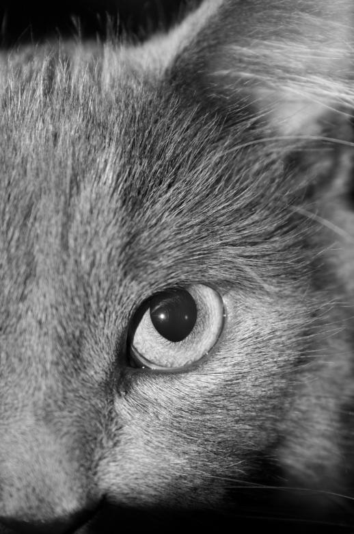 Free stock image of Eye of the beholder created by adam pakstas