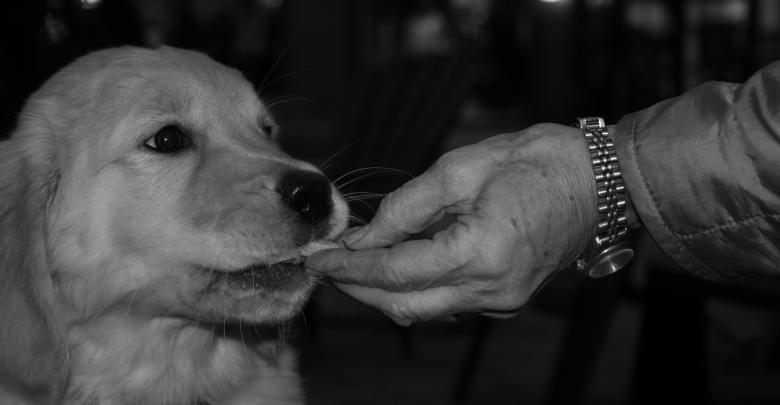 Free stock image of Masters hand created by adam pakstas