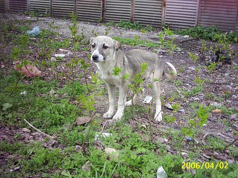 Free stock image of Street dog in green created by nadya mochkova