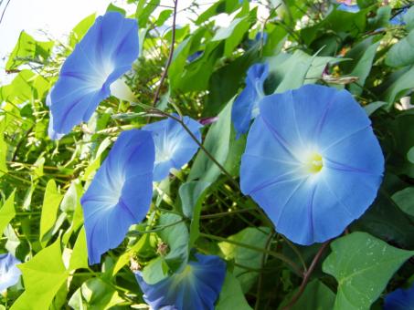 Gramophone flower - Free Stock Photo