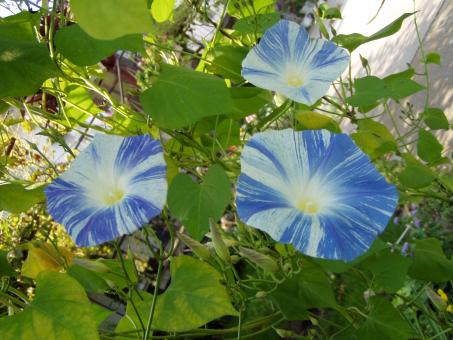Convolvulus - Free Stock Photo