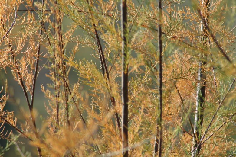 Free stock image of Fall colors created by karen bergeson