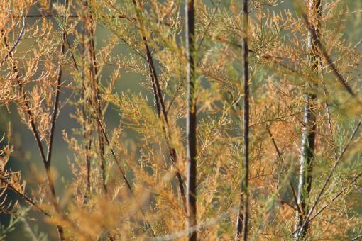Fall colors - Free Stock Photo