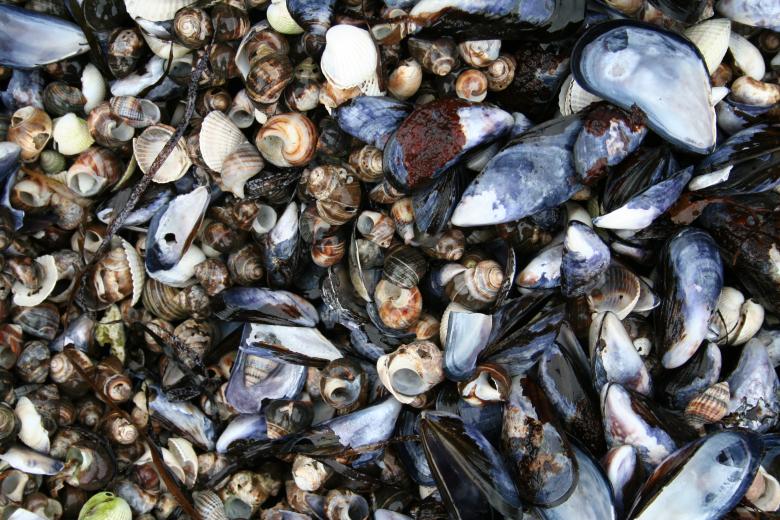 Free stock image of Sea shells created by christian taylor hauschild