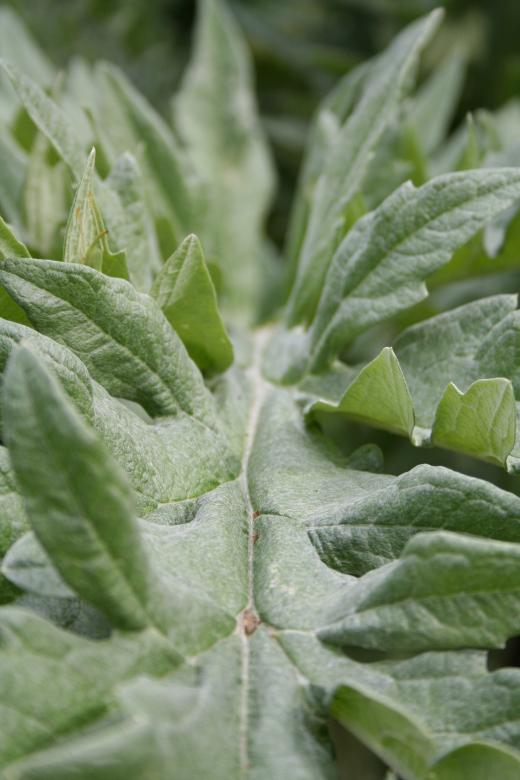 Free stock image of Green plant created by christian taylor hauschild