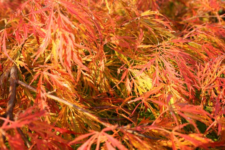 Free stock image of Autumn colors created by christian taylor hauschild