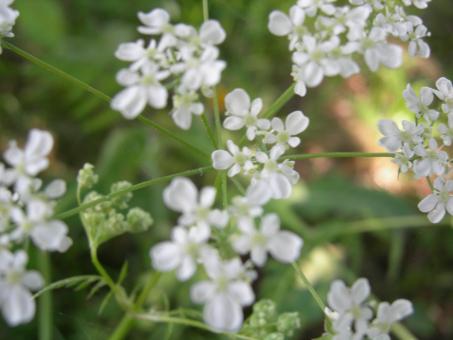 Free Stock Photo of Anthriscus sylvestris