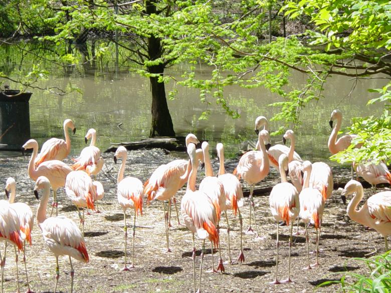 Free stock image of Flamingo created by lawrence kinnaird
