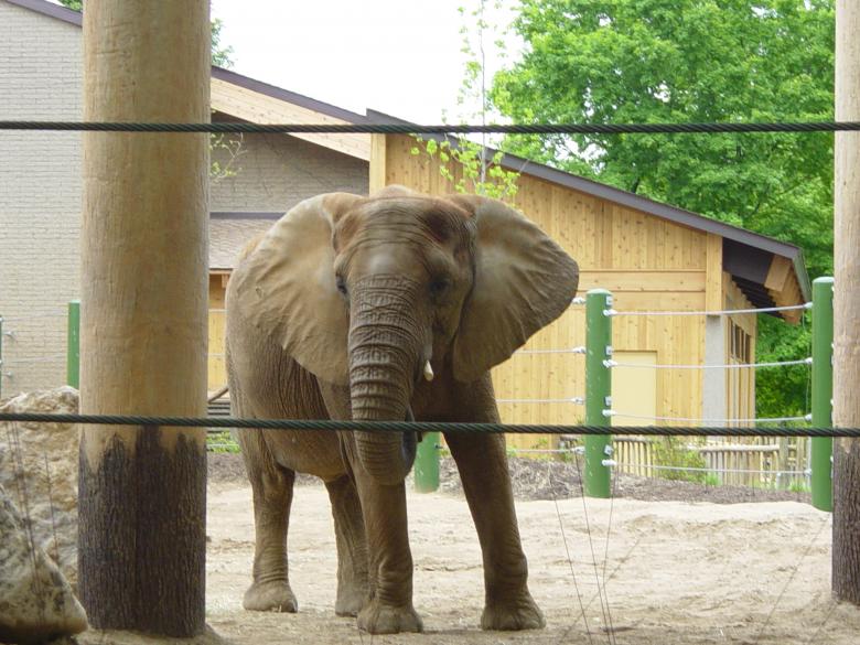 Free stock image of Elephants created by lawrence kinnaird