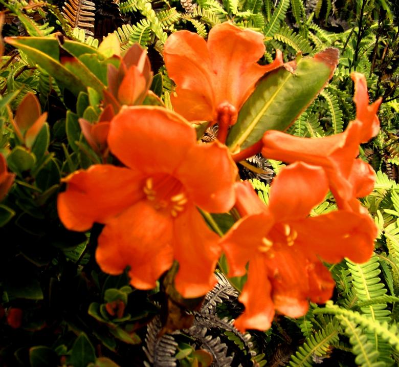 Free stock image of Wild flowers created by requel legaspino