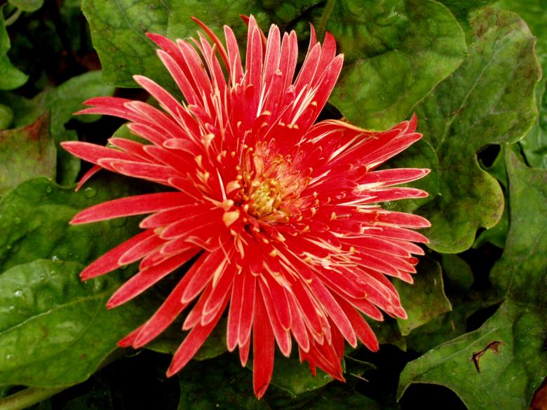 Free stock image of Lone red flower created by requel legaspino