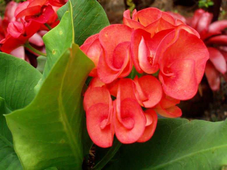 Free stock image of Red jungle flower created by requel legaspino