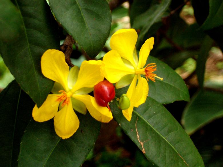 Free stock image of Wild yellow flowers created by requel legaspino