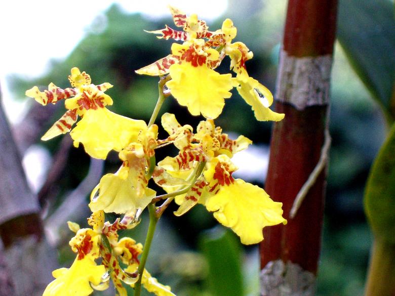 Free stock image of Yellow flowers created by requel legaspino