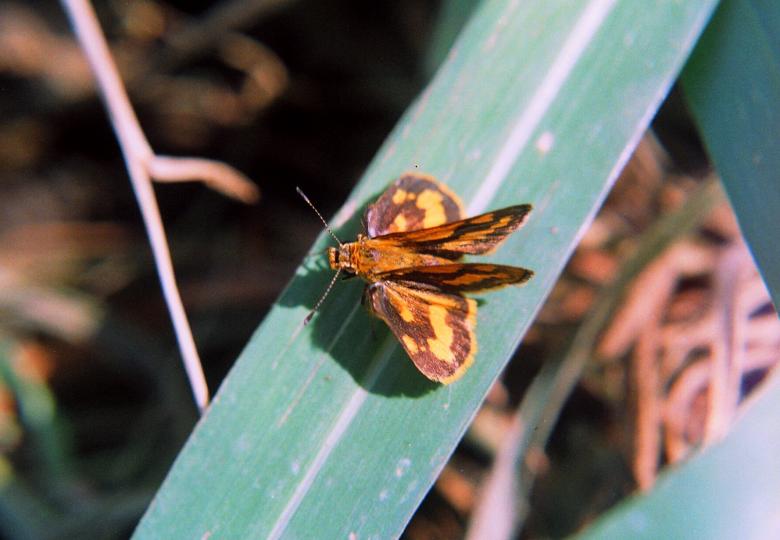 Free stock image of Winged insect created by requel legaspino