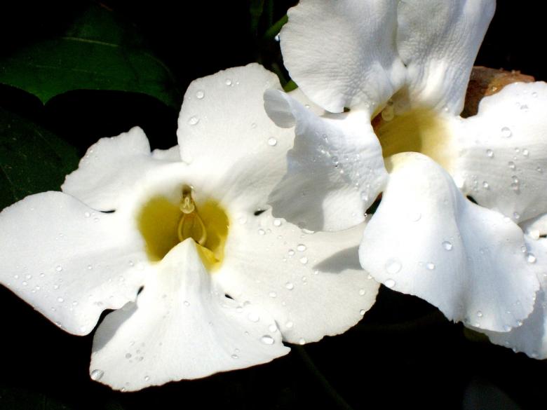Free stock image of White jungle flower created by requel legaspino