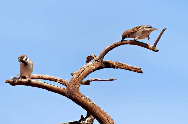 Free stock image of Birds created by yavor michev