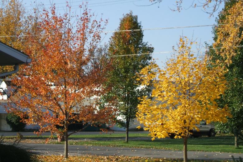 Free stock image of Autum in Ohio created by carla gerber