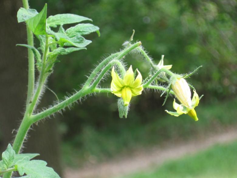 Free stock image of Tomato Plant flower created by kaitlin hogueison