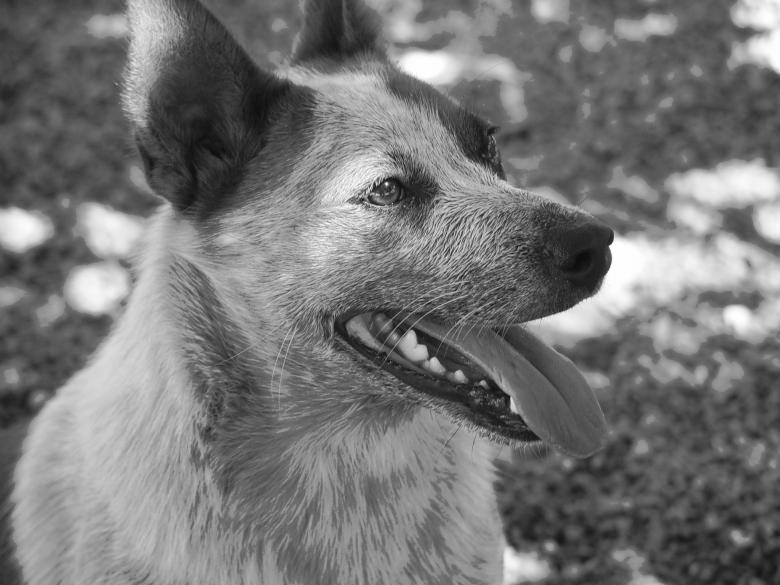 Free stock image of Fletcher created by jessica huggins