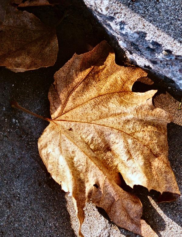 Free stock image of Crunchy created by rebecca tietel