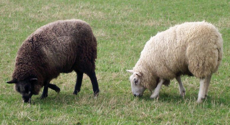 Free stock image of Two bonny wee sheep created by anne macgregor