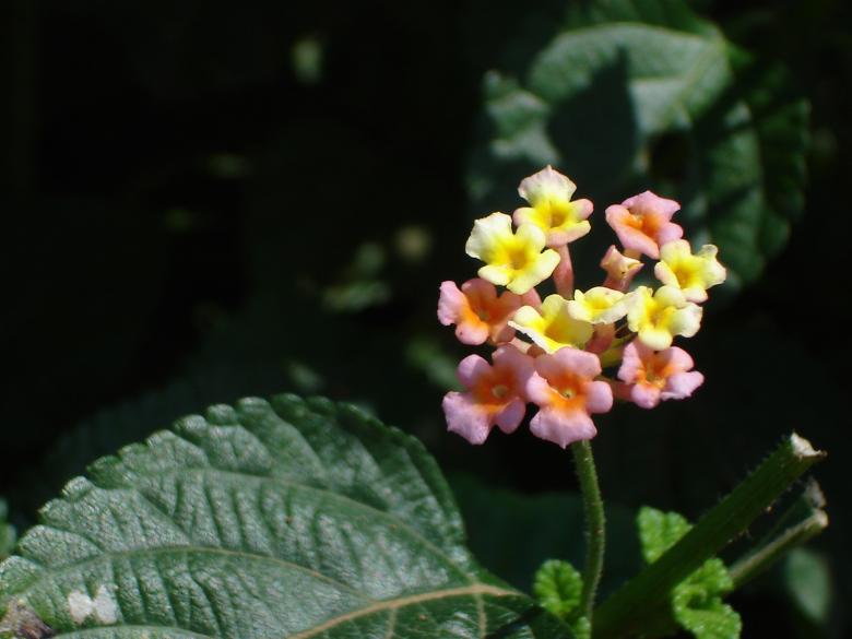Free stock image of Colourful flowers created by saibal datta