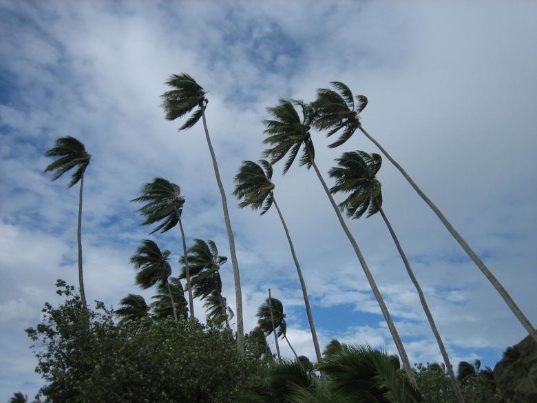 Free stock image of High Flying Trees created by awakash bodiwala