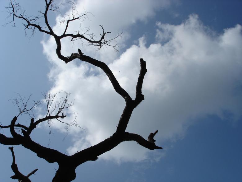 Free stock image of Crazy Tree created by saibal datta