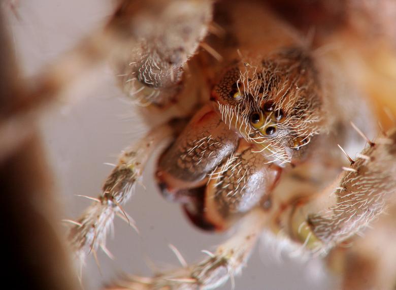 Free stock image of Orbweaver created by trevor henry