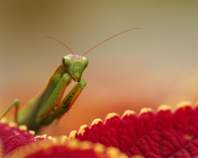 Free stock image of Mantid created by trevor henry