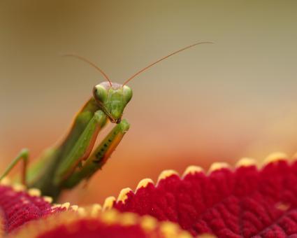 Mantid - Free Stock Photo