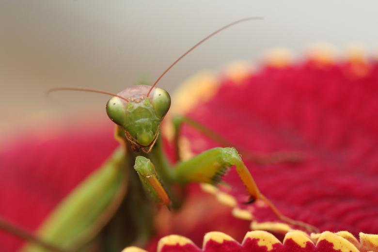 Free stock image of Mantid III created by trevor henry