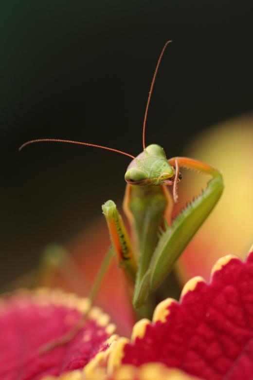 Free stock image of Mantid IV created by trevor henry