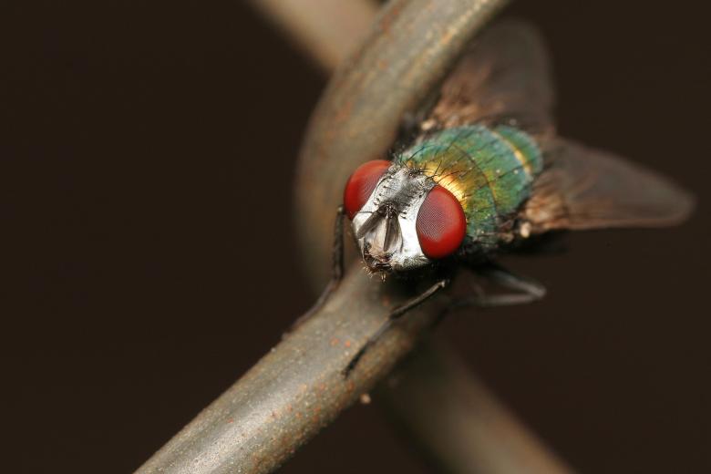 Free stock image of Fence Fly created by trevor henry