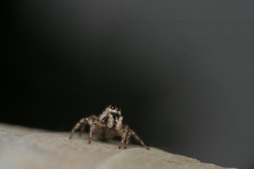 Jumper Look Up - Free Stock Photo