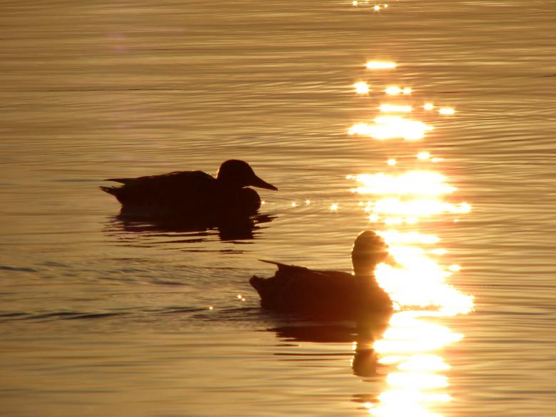 Free stock image of Ducks at dusk created by harald-cezar mosoarca