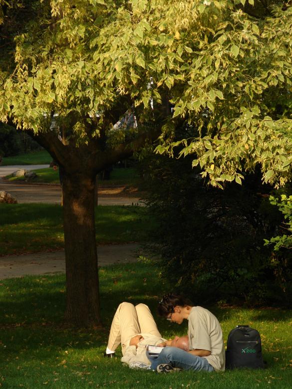 Free stock image of Under the tree created by harald-cezar mosoarca