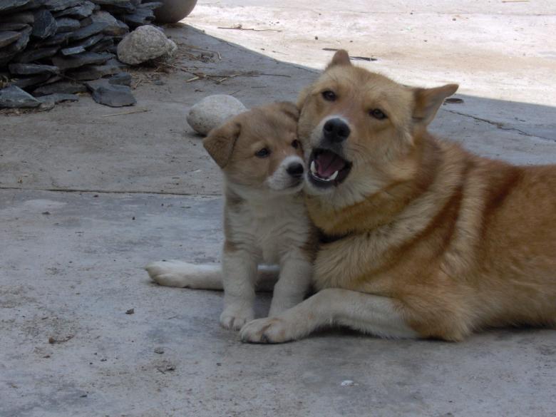 Free stock image of A dog and his mother created by radina grancharova