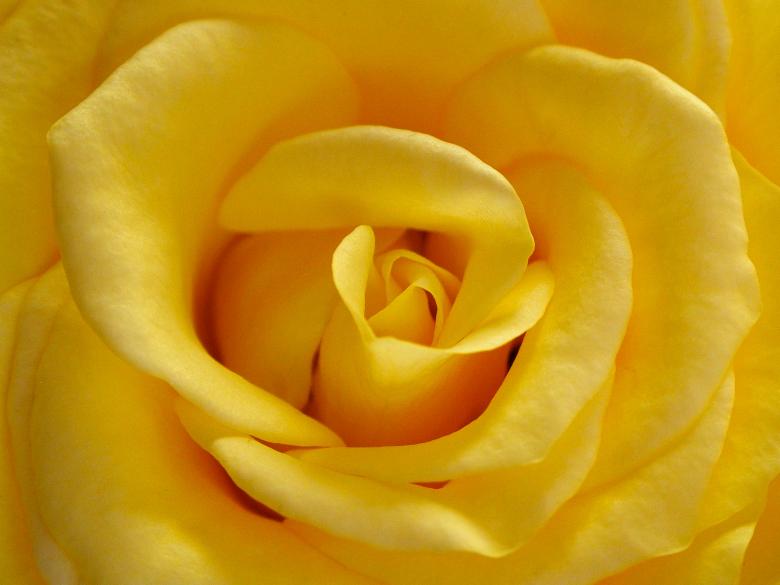 Free stock image of Yellow Rose created by gavin hopps
