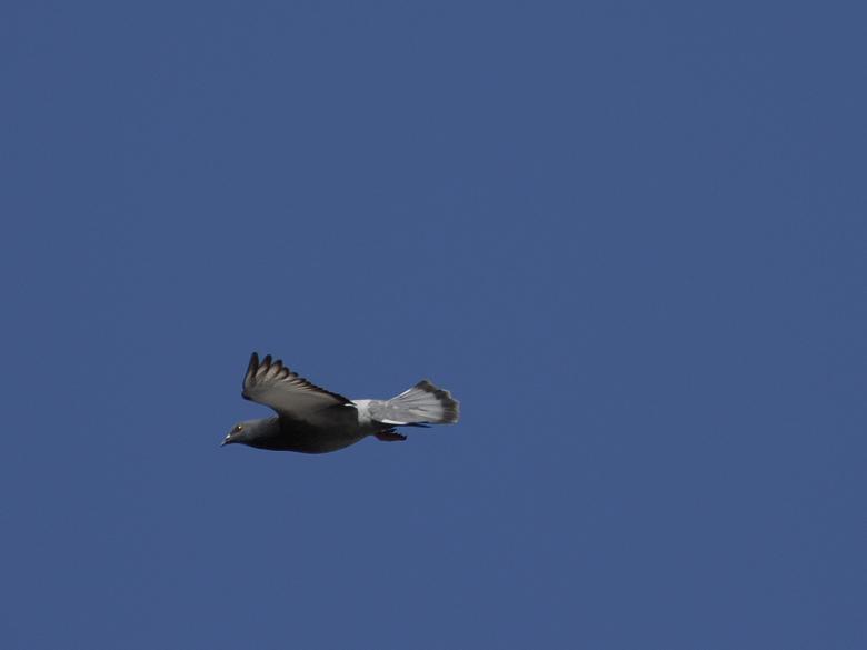 Free stock image of Aviator created by j. l. johnson