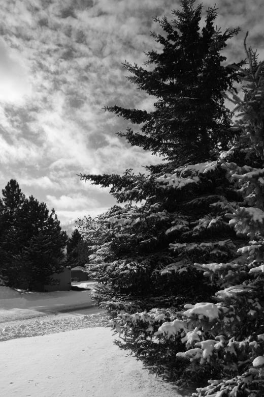 Free stock image of B&amp;W beauty created by adam pakstas