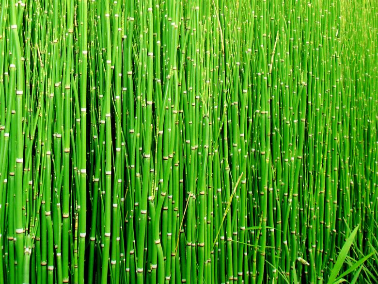 Free stock image of Bamboo created by denny riyanto