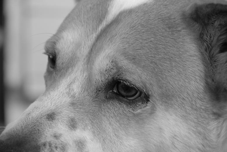 Free stock image of Watchful Eye created by j. l. johnson