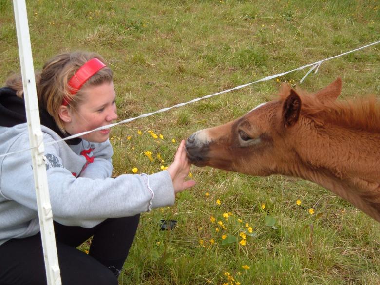 Free stock image of Baby horse created by rosemari nilsen