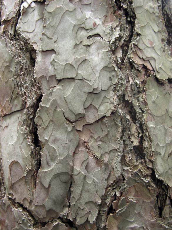 Free stock image of Trunk Texture created by Fairly Simpson